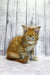 Ginger tabby Maine Coon kitten with blue eyes sitting on a white surface