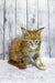 Ginger Maine Coon kitten with striking blue eyes sitting on a white surface