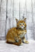 Ginger tabby Maine Coon kitten sitting upright with wide eyes, super adorable!