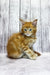 Fluffy orange Maine Coon kitten with bright eyes sitting upright, looking adorable