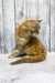 Fluffy orange Maine Coon kitten sitting with back turned, showcasing its cute furry coat