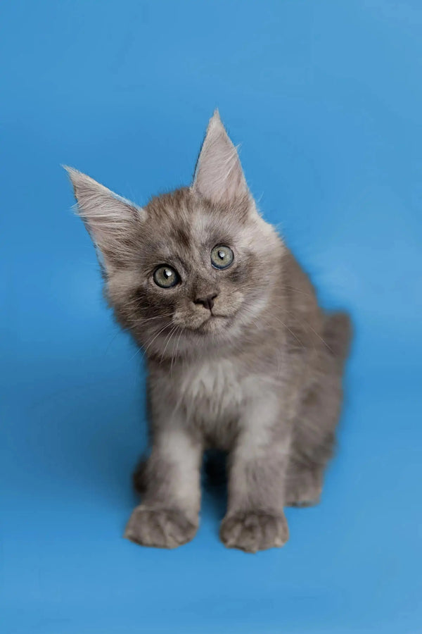 Gray fluffy Maine Coon kitten with big ears and bright eyes for Leonardo product