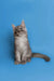 Gray and white Maine Coon kitten sitting upright with alert ears looking adorable