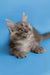 Gray fluffy Maine Coon kitten with wide eyes and perked ears ready to play