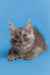 Cute Gray Maine Coon kitten with big ears and alert eyes for Leonardo collection