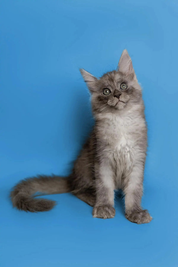 Fluffy gray Maine Coon kitten sitting upright with an alert expression