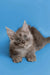 Gray fluffy Maine Coon kitten with alert eyes and pointed ears, perfect for any cat lover