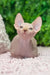 Leonardo | sphynx kitten