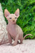 Leonardo | sphynx kitten