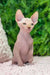Leonardo | sphynx kitten