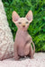 Leonardo | sphynx kitten
