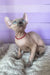 Lermon | elf sphynx kitten