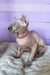 Lermon | elf sphynx kitten