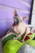 Lermon | elf sphynx kitten