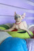 Lermon | elf sphynx kitten