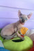 Lermon | elf sphynx kitten