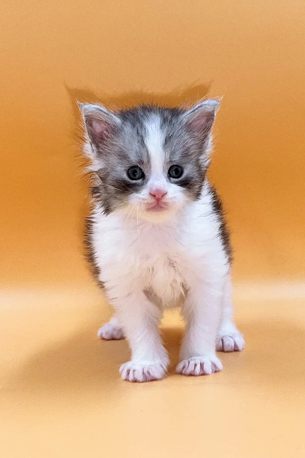 Adorable Maine Coon kitten Leron with big eyes standing upright, perfect for adoption!