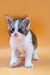 Adorable gray and white Maine Coon kitten Leron with big eyes and a pink nose