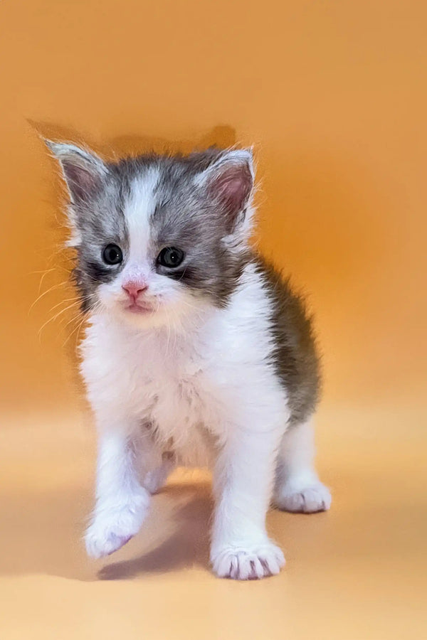 Adorable gray and white Maine Coon kitten Leron with big eyes and a pink nose