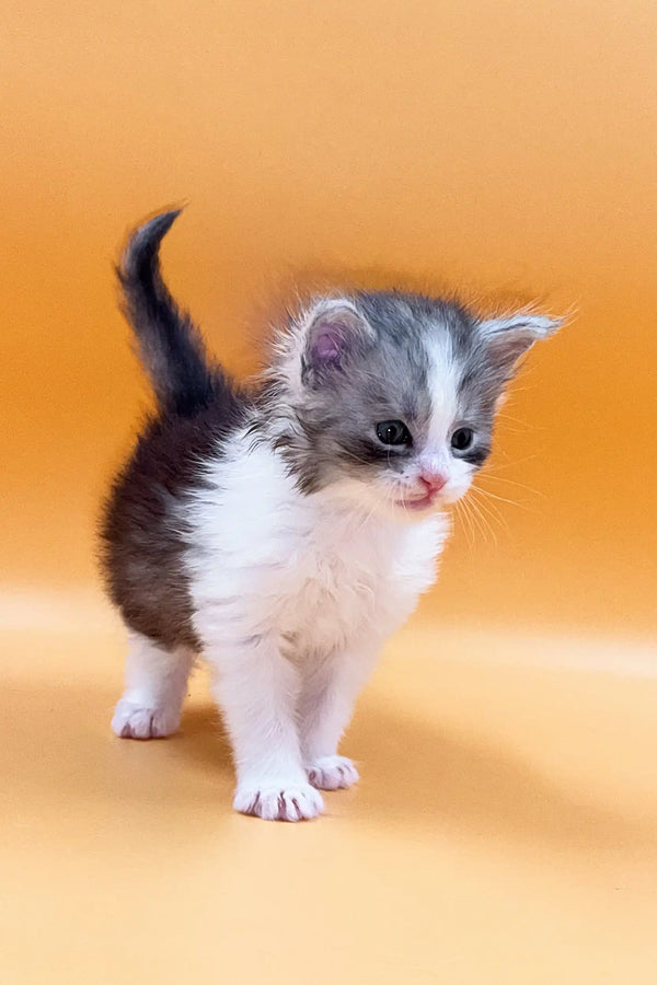 Adorable gray and white Maine Coon kitten with fluffy fur and curious eyes