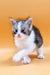 Adorable Leron, a fluffy gray and white Maine Coon kitten with big eyes, ready to adopt