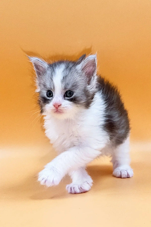 Adorable Leron, a fluffy gray and white Maine Coon kitten with big eyes, ready to adopt