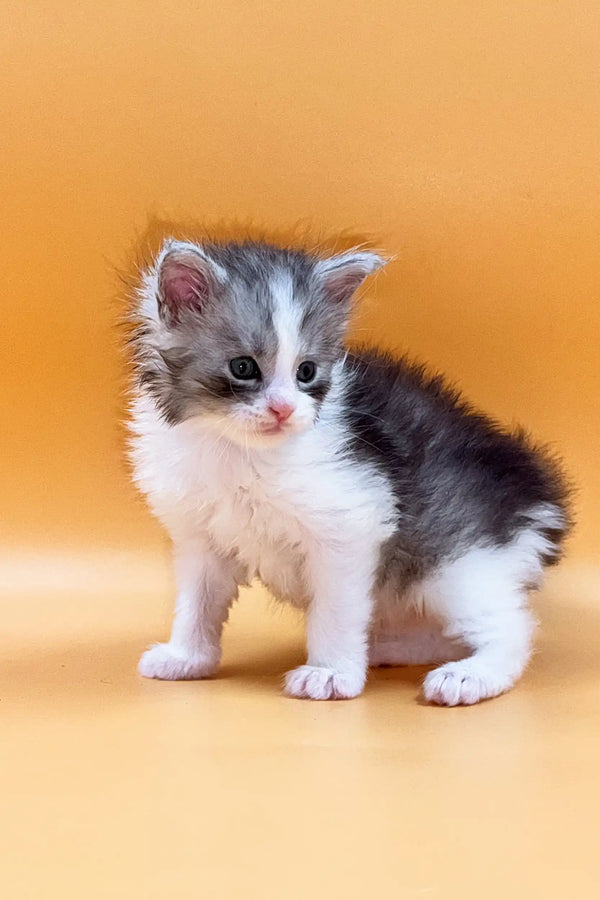 Fluffy gray and white Maine Coon kitten with big eyes looking adorable
