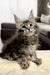 Fluffy Maine Coon kitten with cute ear tufts and wide eyes, perfect for any family