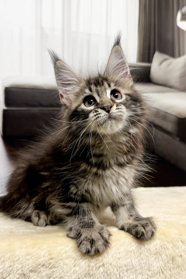 Fluffy Maine Coon kitten with cute ear tufts and wide eyes, perfect for any family