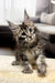 Fluffy Maine Coon kitten with big ears and expressive eyes, perfect for your home