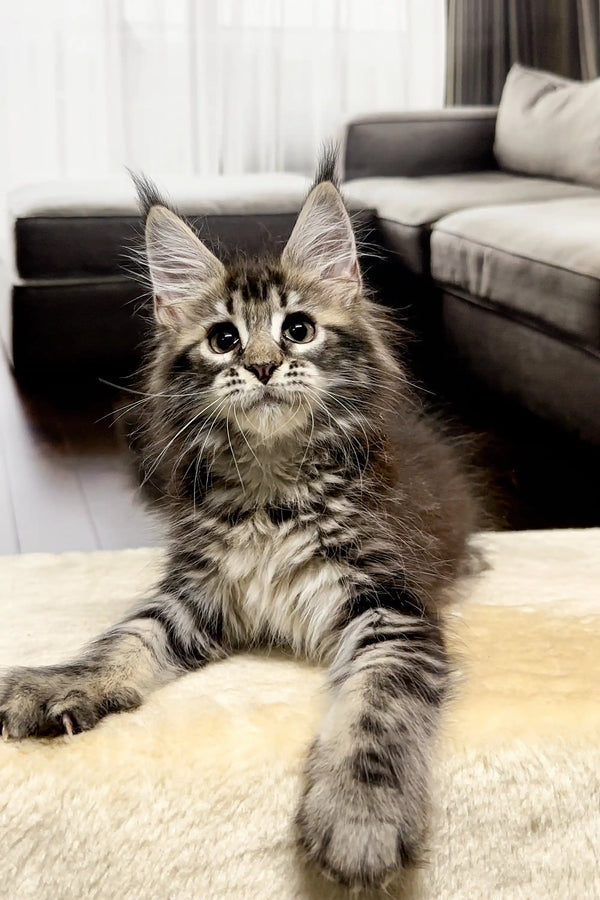 Fluffy Maine Coon kitten with big ears and an alert expression, perfect for any cat lover