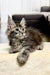 Fluffy gray Maine Coon kitten with big ears and an alert expression ready to play