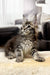 Fluffy Maine Coon kitten with ear tufts and long fur, perfect for any cat lover