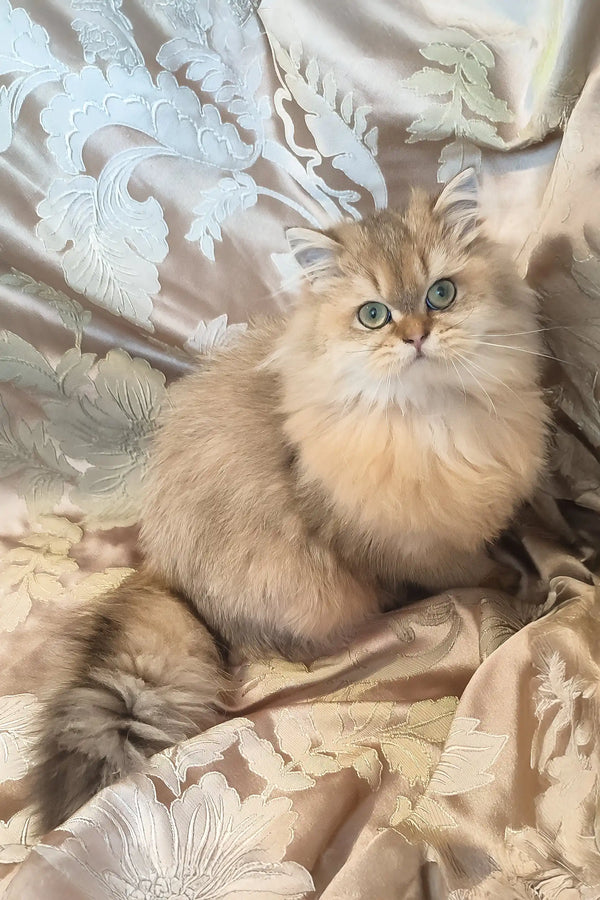 Leslie | scottish straight kitten