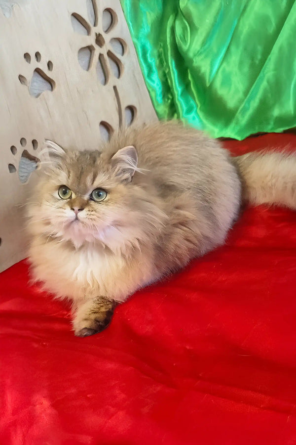 Leslie | scottish straight kitten