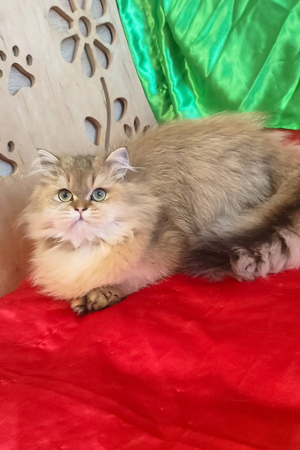 Leslie | scottish straight kitten