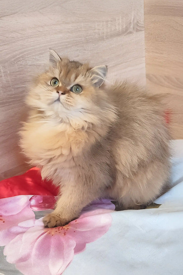 Leslie | scottish straight kitten