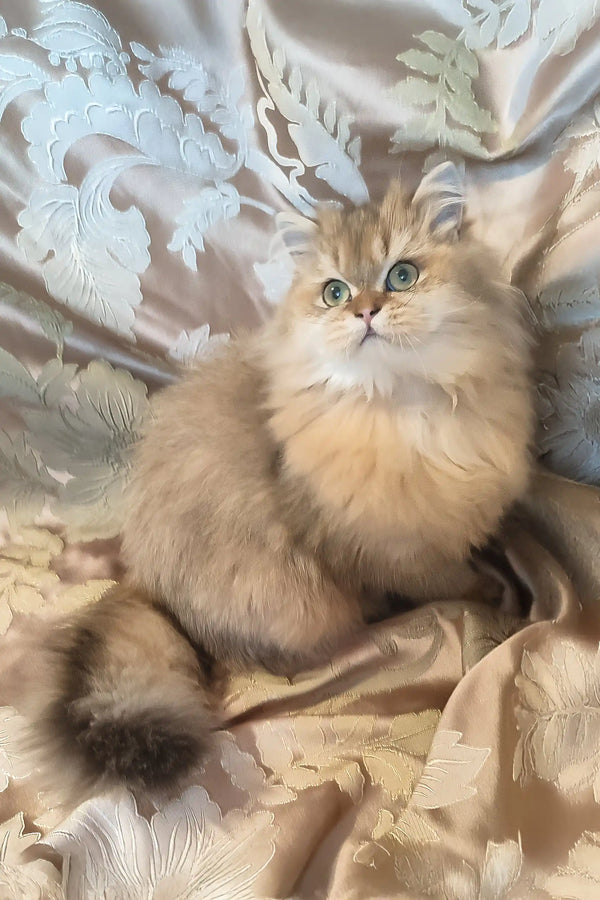 Leslie | scottish straight kitten