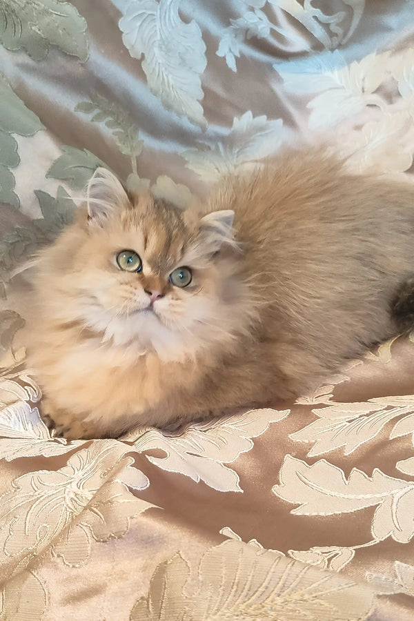 Leslie | scottish straight kitten