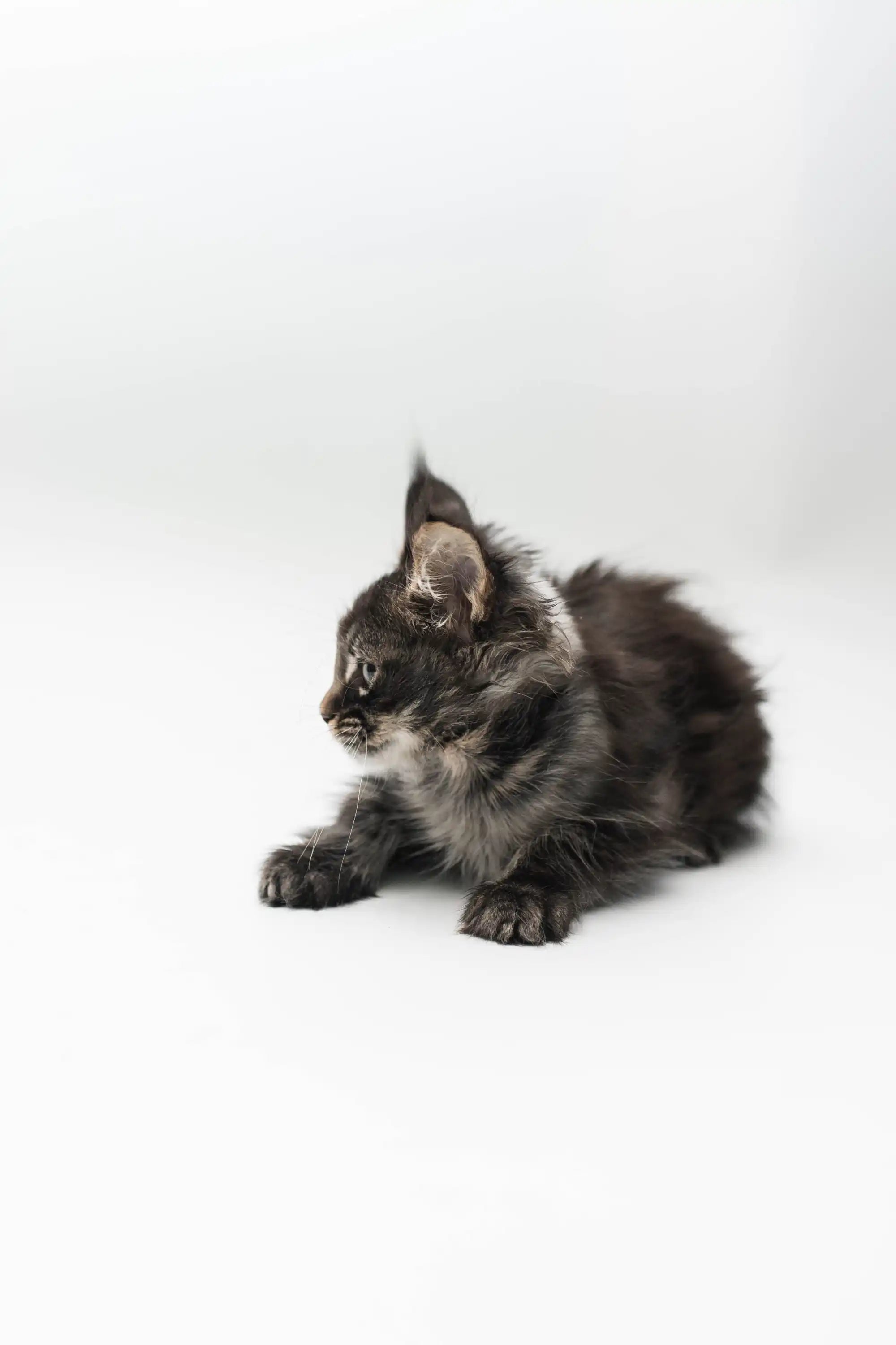 Maine Coon Kittens for Sale Leta | Kitten