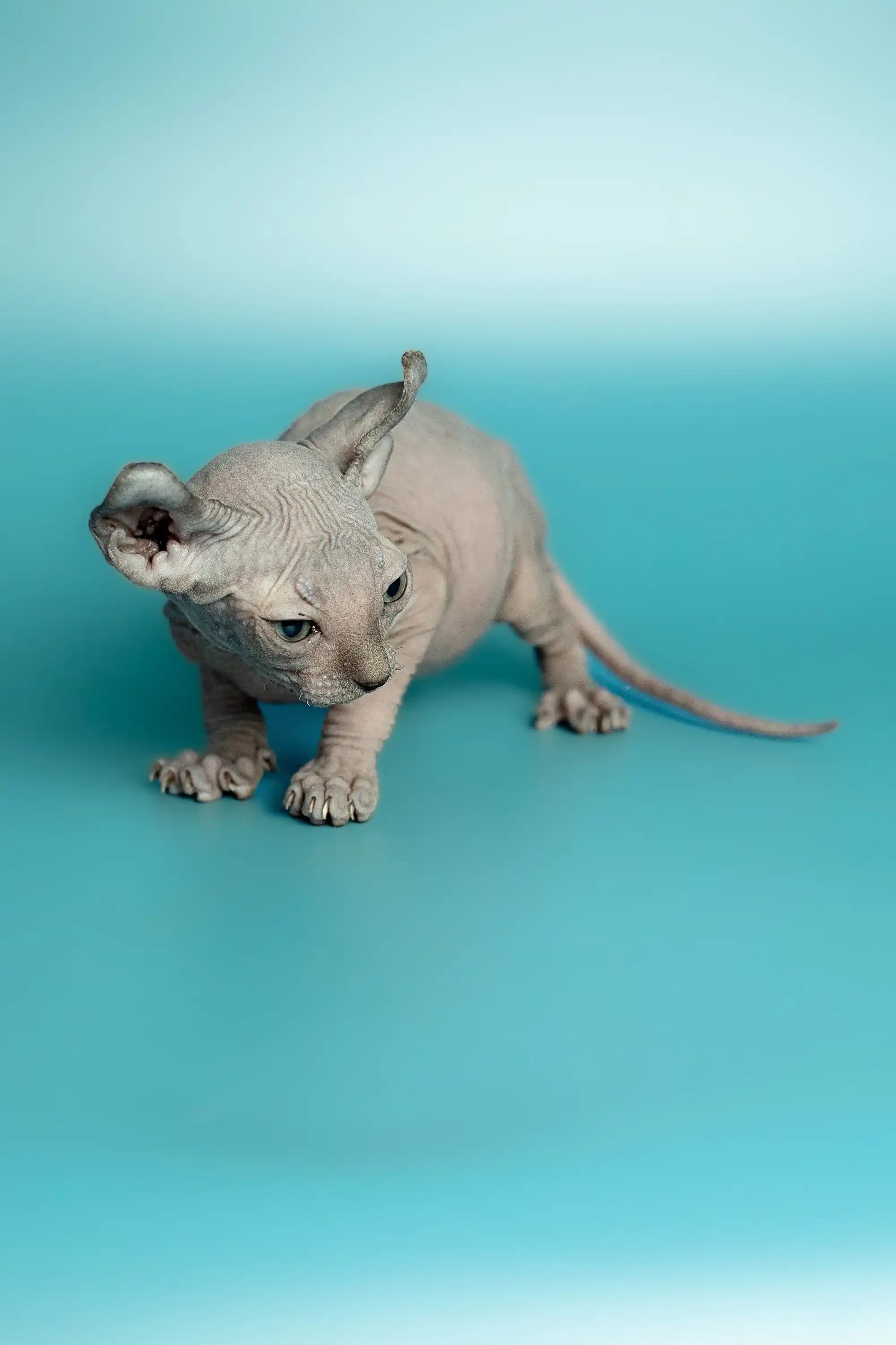 Hairless Sphynx Cats & Kittens for Sale Lex | Elf Kitten