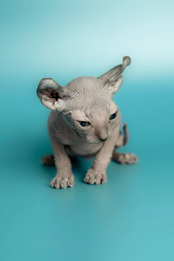 Handsome Male Elf Kitten crouching on a surface, featuring a Hairless Sphynx cat