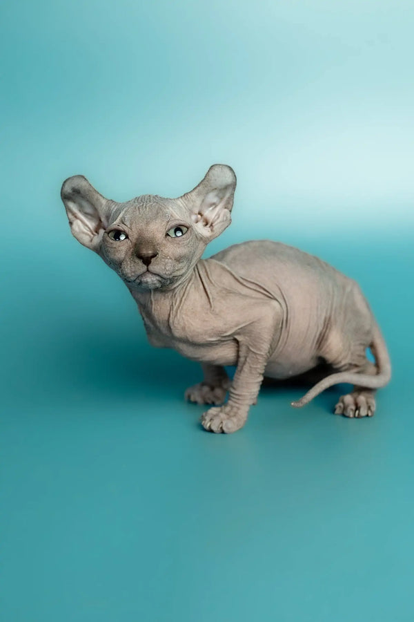 Handsome male Elf Kitten Sphynx with wrinkled skin and big ears, adorable and unique