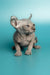 Adorable Hairless Sphynx male elf kitten Lex with wrinkled skin and big ears