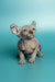 Adorable Hairless Sphynx male elf kitten with wrinkled skin and big ears