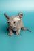 Handsome Male Elf Kitten Lex, a Hairless Sphynx with Wrinkled Skin and Big Ears