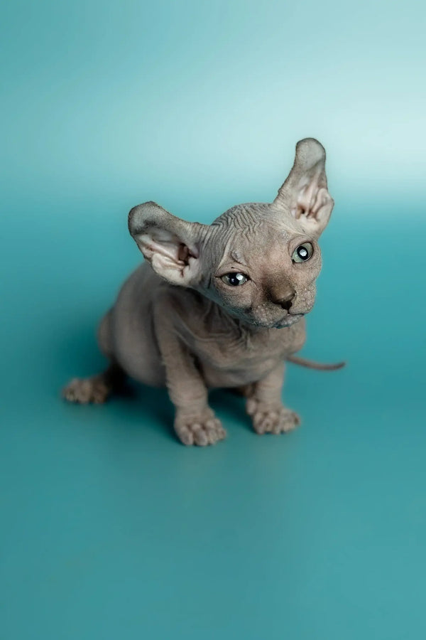 Adorable Hairless Sphynx Elf Kitten with wrinkled skin and big ears, perfect male elf kitten