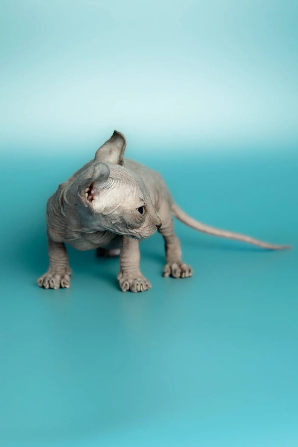 Handsome male elf kitten with wrinkled gray skin standing proudly on a solid surface