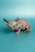 Adorable Hairless Sphynx Elf Kitten with large ears and wrinkled skin, perfect male elf kitten