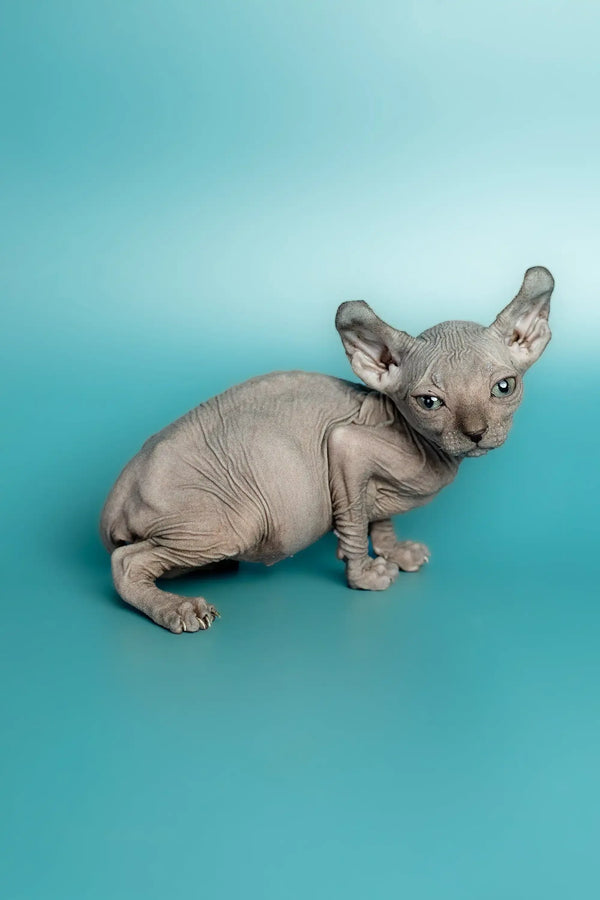 Adorable Hairless Sphynx Elf Kitten with big ears and wrinkled skin, a handsome male elf